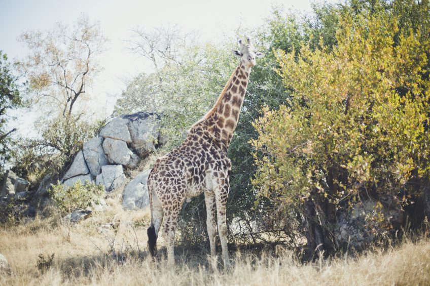 クルーガ国立公園〜ネルスプリット。旅の記録２日目。 南アフリカ陸路の旅