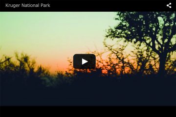 Kruger National Park / クルーガ国立公園 / 南アフリカ旅行 / サファリ